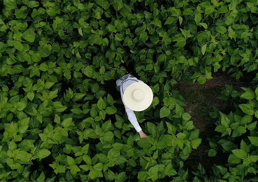 Aerial view of a person in a field, symbolizing MANITOs dedication to natural materials and fine craftsmanship.