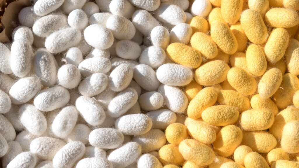 Close-up of white and yellow silkworm cocoons, the natural beginning of the silk-making process.